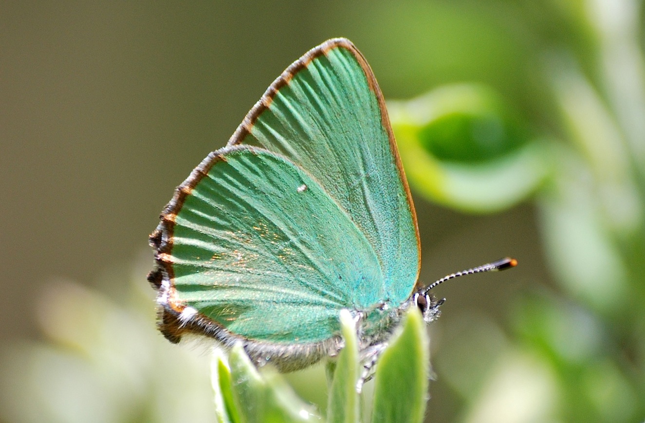 Callophrys rubi (Linnaeus, 1758)